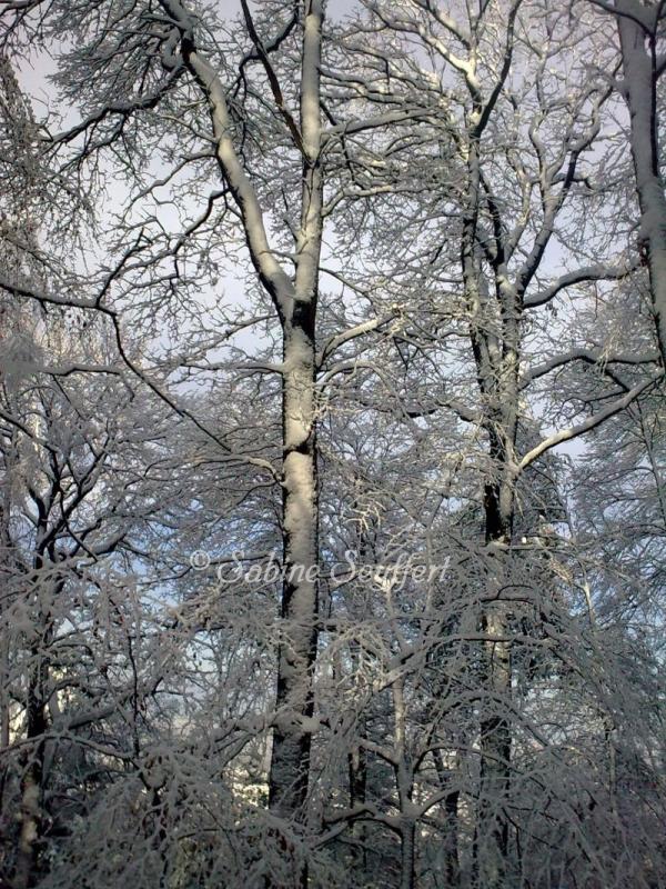 Winterblues Wald